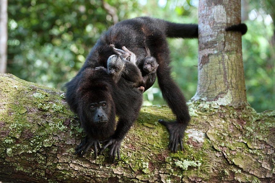 Mexican Black Howler Monkey Alouatta Photograph by Pete Oxford