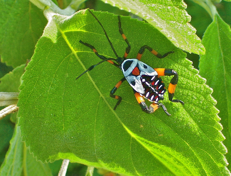 Mexican Bug Photograph by Michael Peychich