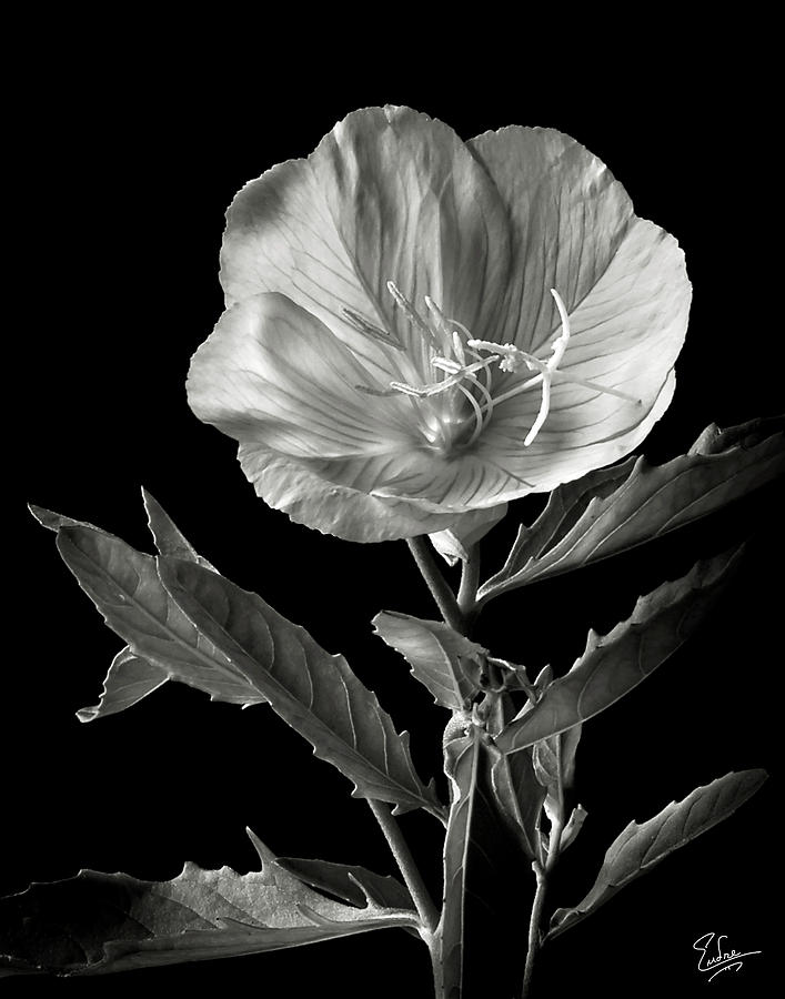 Mexican Evening Primrose in Black and White Photograph by Endre Balogh