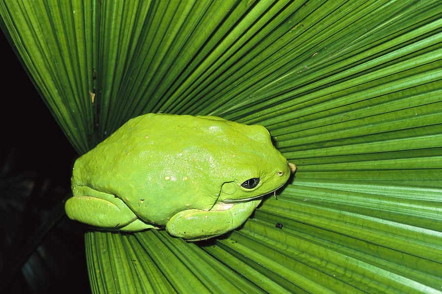Mexican Giant Tree Frog Pachymedusa Photograph by San Diego Zoo