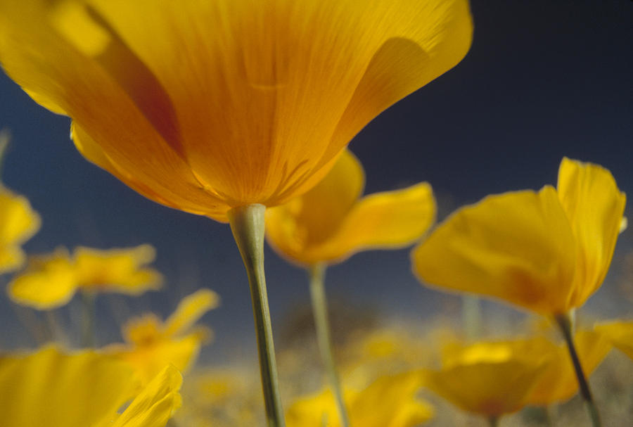 Mexican Golden Poppy Detail New Mexico Photograph by Tim Fitzharris
