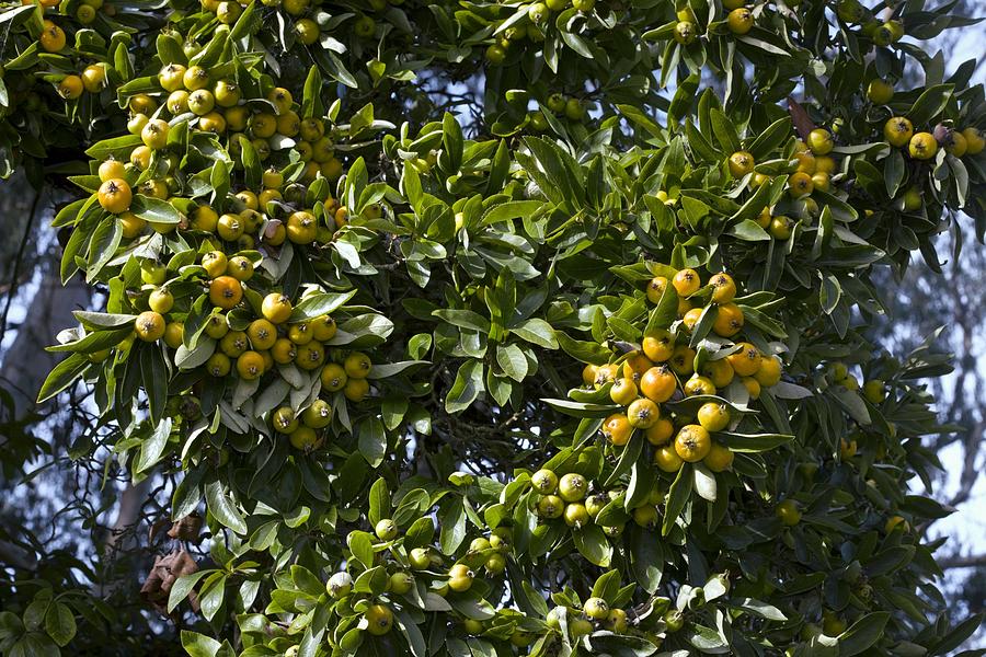 Mexican Hawthorn (crataegus Mexicana) Photograph by Bob Gibbons