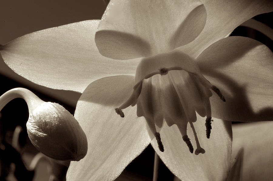 Mexican Lily Photograph by David Resnikoff - Fine Art America
