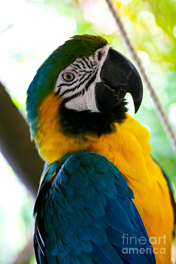 Parrot Photograph - Mexican Parrot by Natalia Babanova