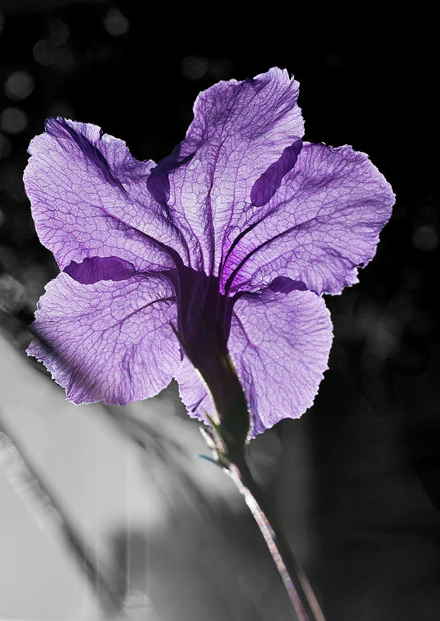 Mexican Petunia Photograph by ShaddowCat Arts - Sherry