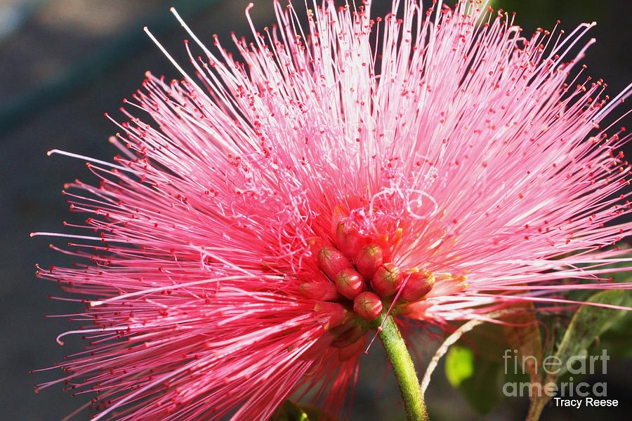 Mexican Rose Photograph by Tracy Reese | Fine Art America