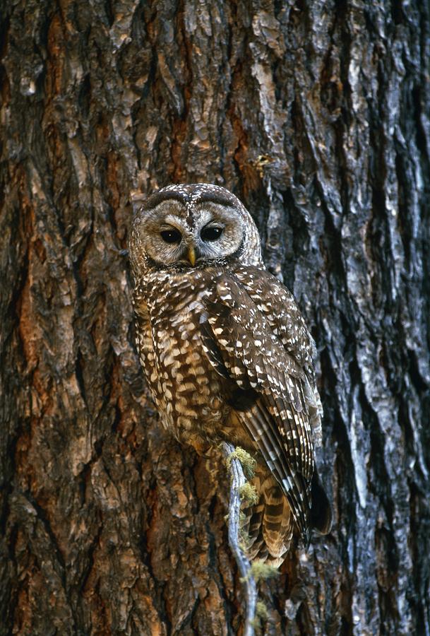 Mexican Spotted Owl Camouflaged Against Photograph by Natural Selection ...