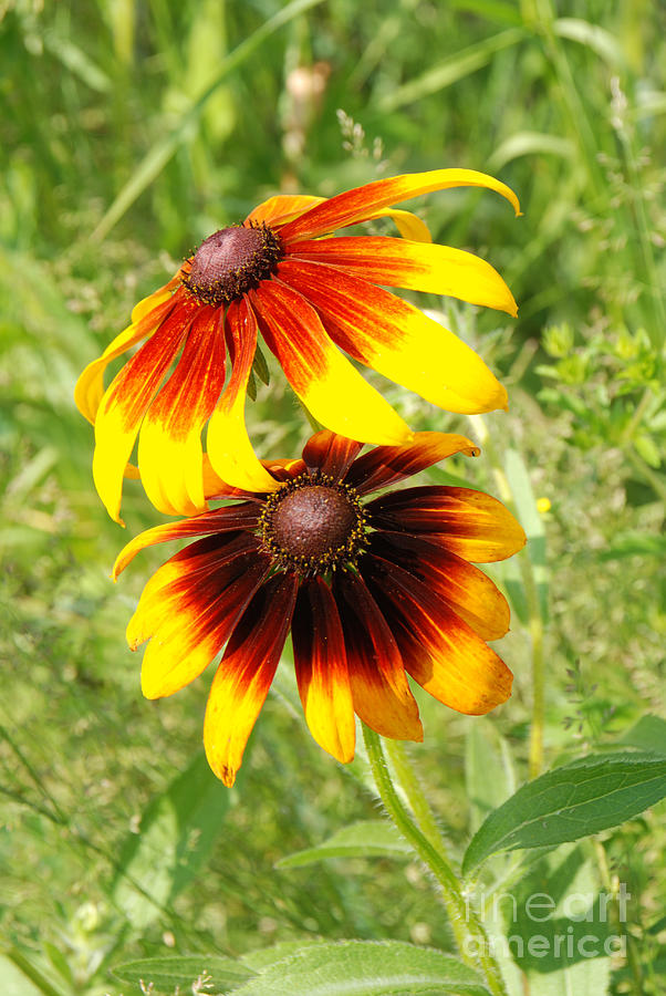 Mexican Sunflowers 2 Photograph by Grace Grogan