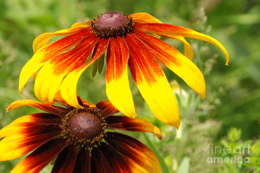 Mexican Sunflowers Photograph by Grace Grogan
