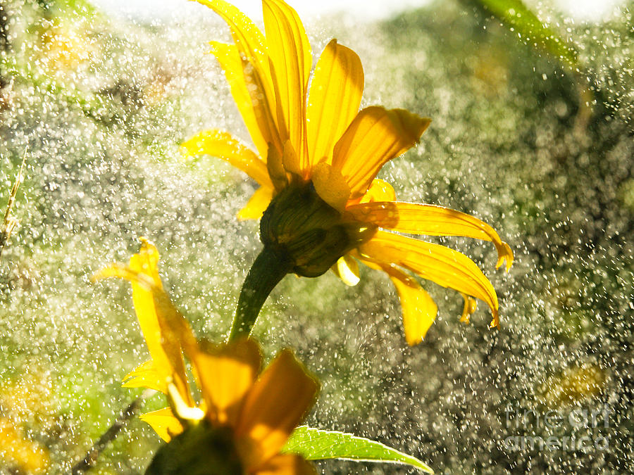 Abstract Photograph - Mexican Sunflowers by Laddawan Hengtabtim