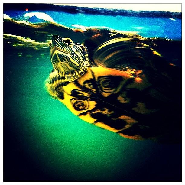 Turtle Photograph - Mexican Turtle by Natasha Marco