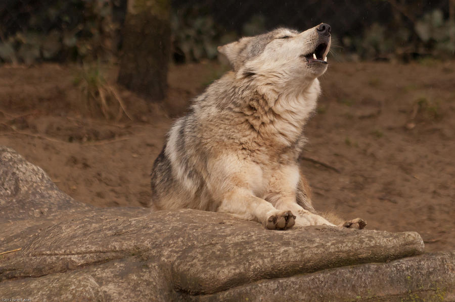 Mexican Wolf Howling Photograph by Keith Allen