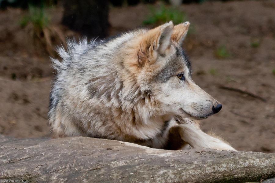Mexican Wolf Photograph by Keith Allen