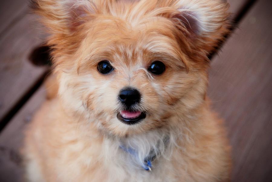 Dog Photograph - Mi-Ki Puppy by Angie Tirado