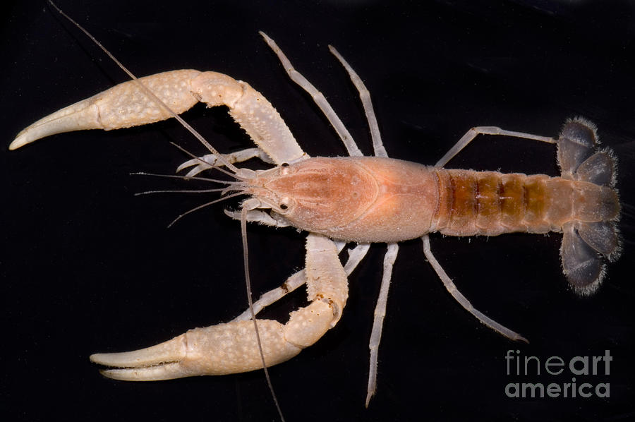 Miami Cave Crayfish Photograph by Dante Fenolio