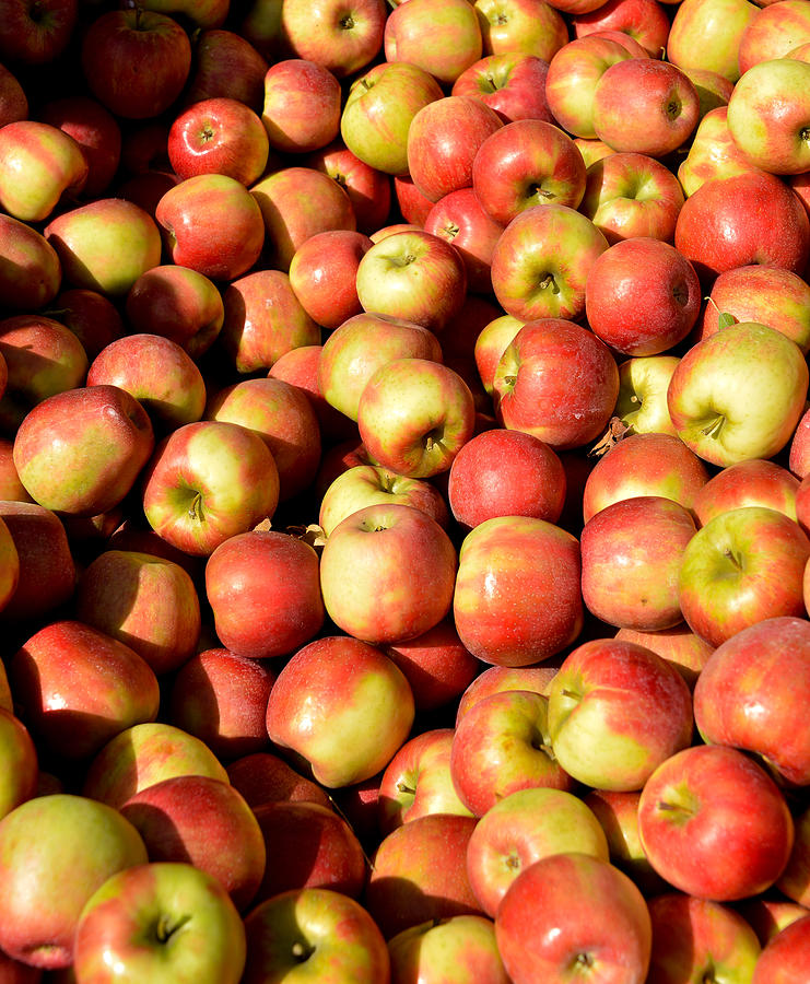 Apple Mcintosh Michigan (apples)