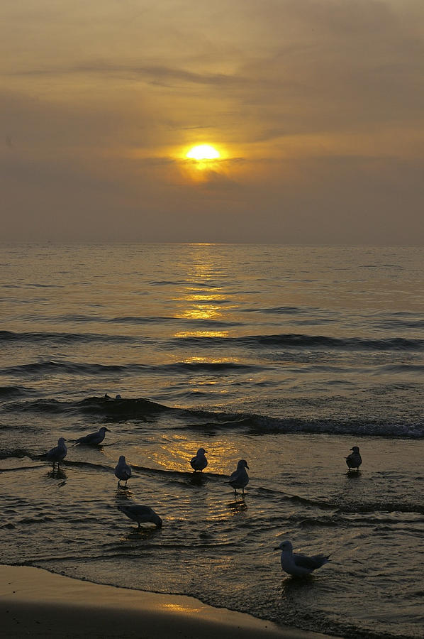Lake Michigan Photograph - Michigan Gulls by Susan Morris