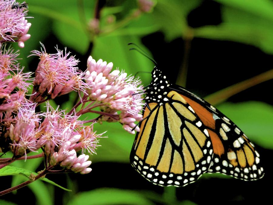 Butterfly Photograph - Michigan Monarch 1 by Beth Akerman