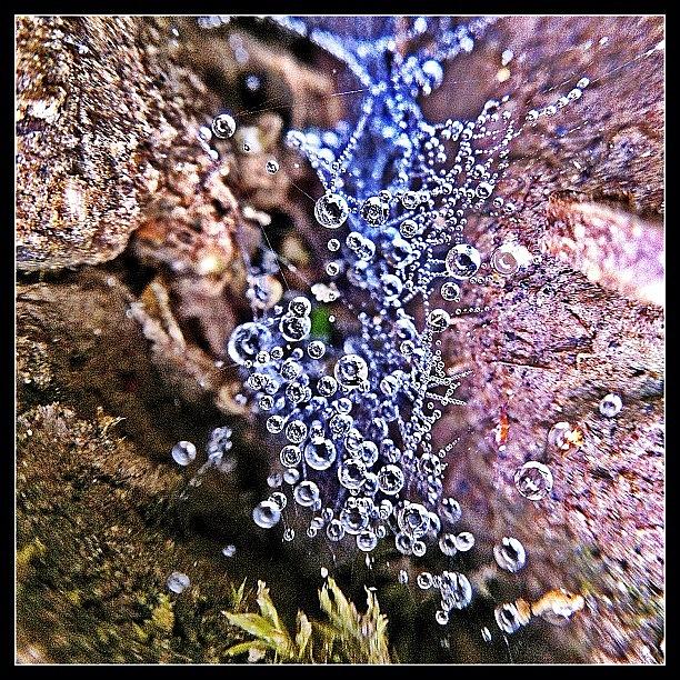 Nature Photograph - Micro Dew💦💦💦 by Paul Burger