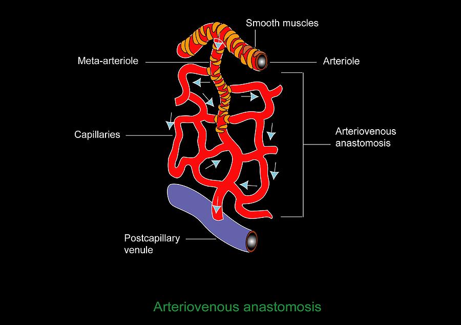Arteriole Photograph - Microcirculation, Artwork by Francis Leroy, Biocosmos