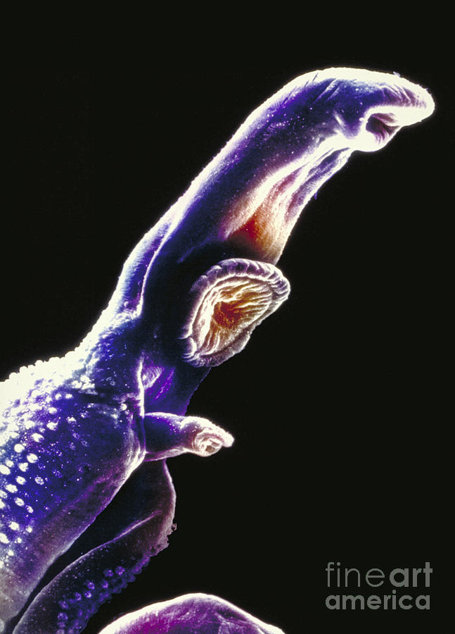 Microscope Image Of A Fluke Worm Photograph by Science Source