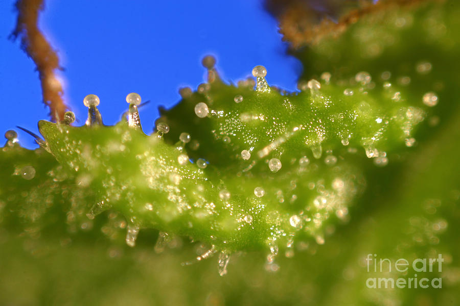 Microscopic View Of Cannabis Sativa Photograph by Ford McCann