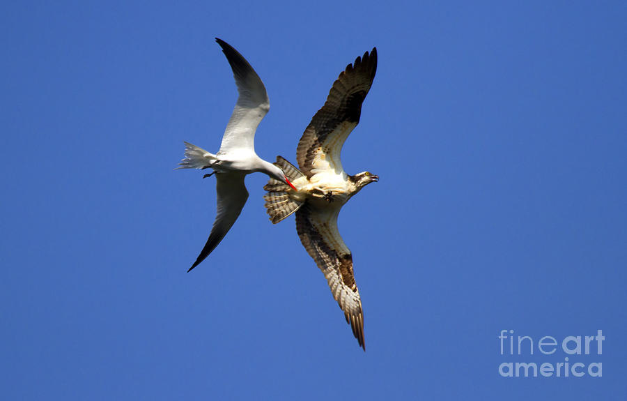 Bird Photograph - Mid-Air Attack by Michael Dawson