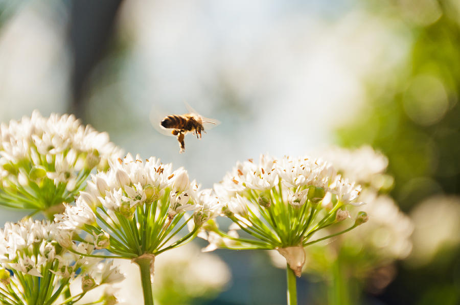 Mid-Pollenation Photograph by Cheryl Baxter
