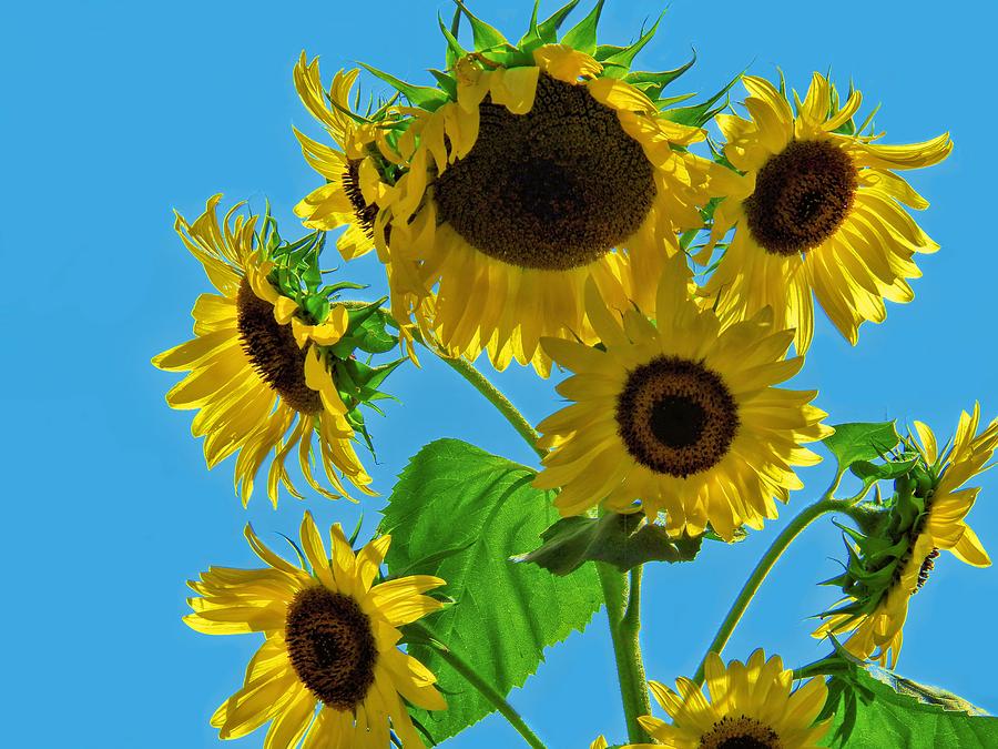 Sunflower Digital Art - Mid Summer Dreams by Christy Leigh