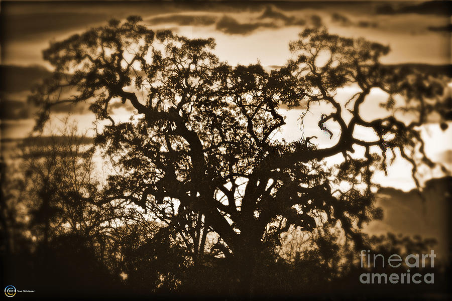 Sunset Photograph - Mid Summers Oak by Van Schipper
