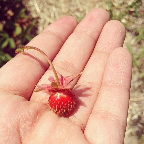 Strawberry Photograph - Midget Berry by Kelly Diamond