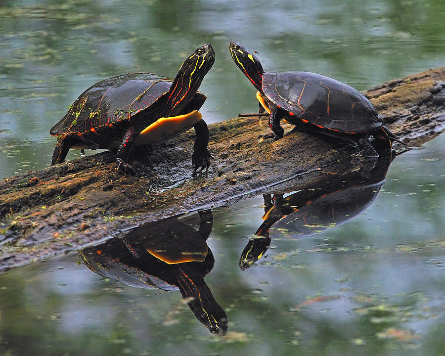 Midland Painted Turtles Photograph by Tony Beck
