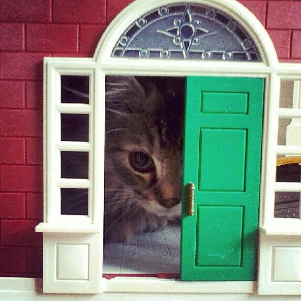 Cat Photograph - Midna In My Sisters Doll House by Courtney Williams