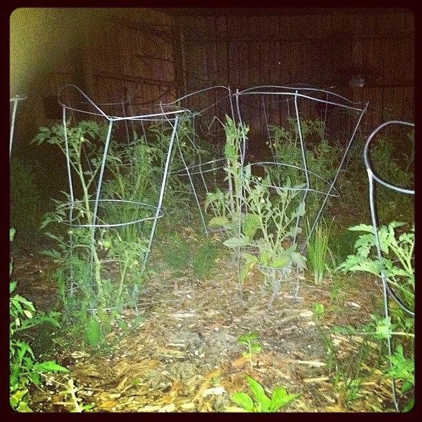 Tomato Photograph - #midnight #garden #tomato by Dave L