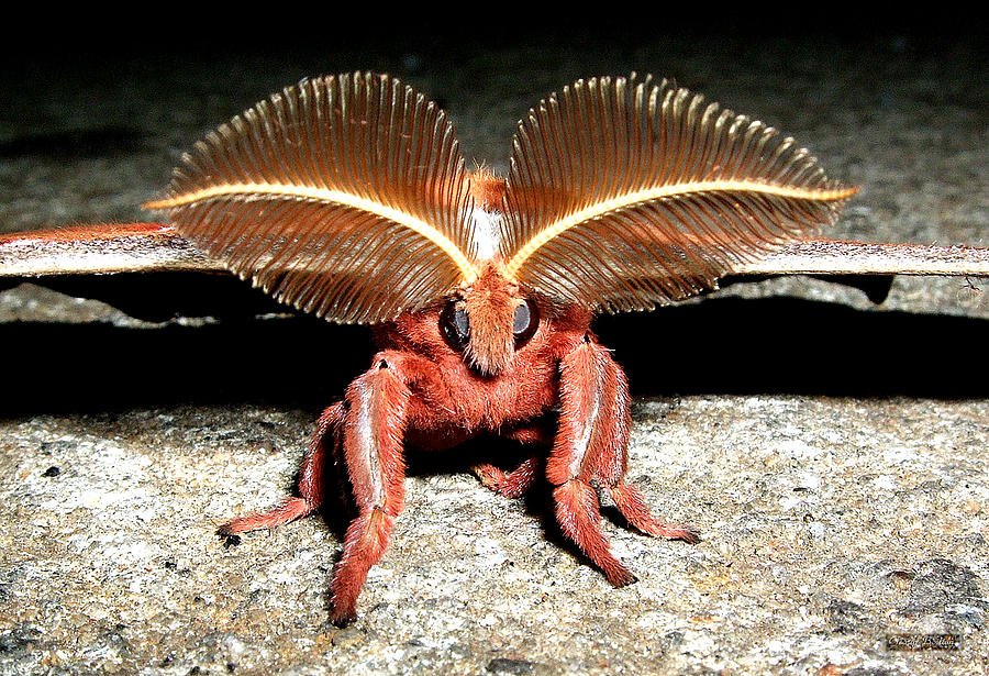 Midnight Moth Photograph by George Bostian