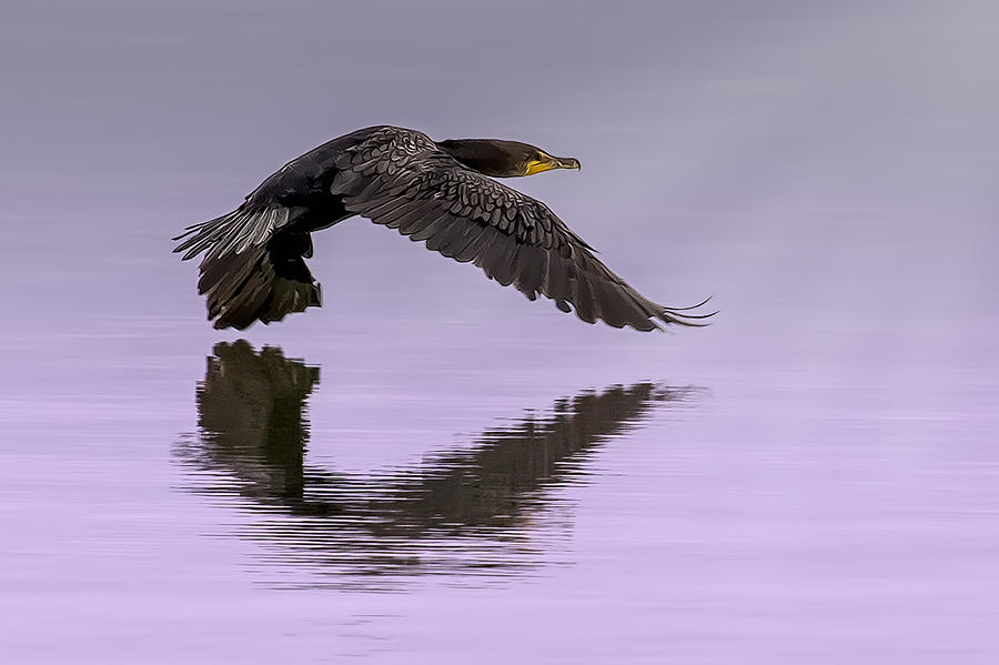 Bird Photograph - Midnight Run by Janet Fikar