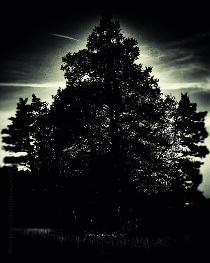 Midnight Sentinel Photograph by Mimulux Patricia No Midnight Sentinel Photograph by Mimulux Patricia No