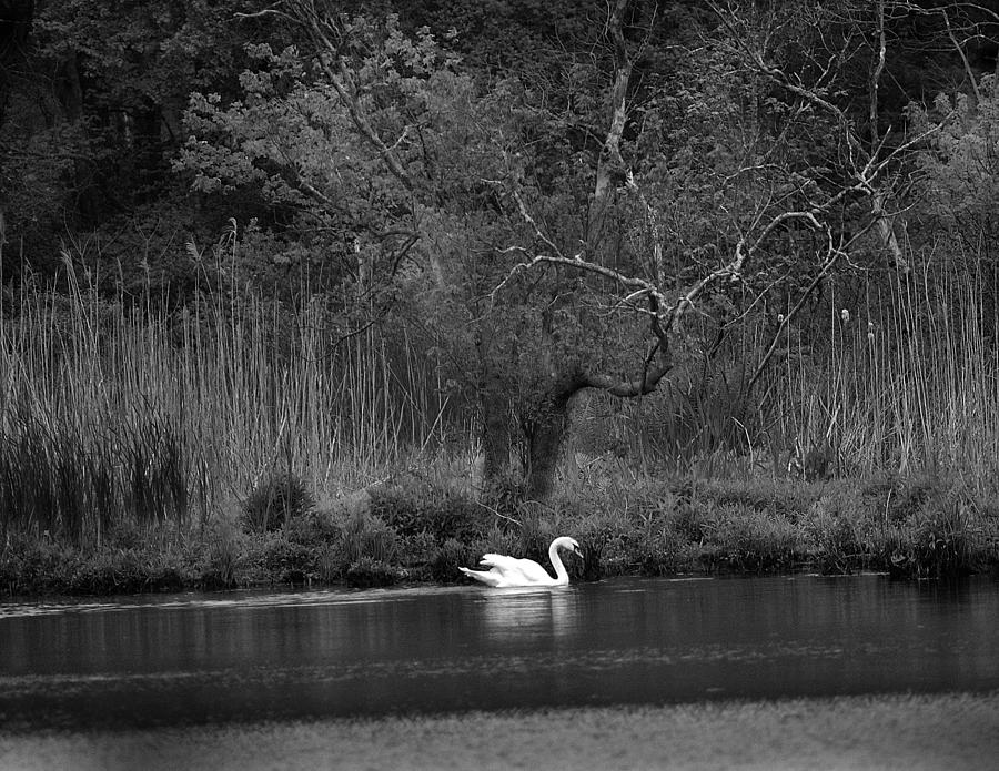 Midnight Swan Photograph by Diane Giurco