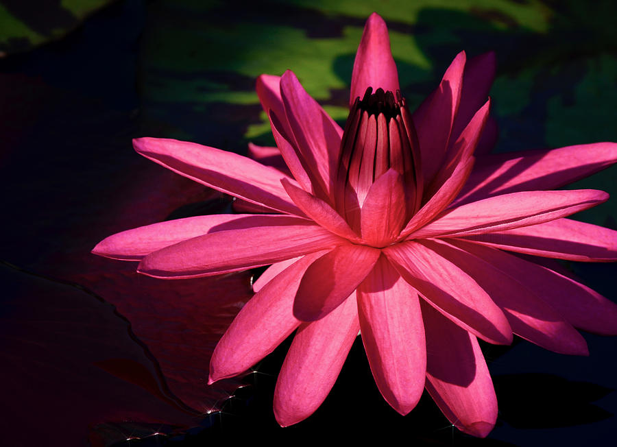 Midnight Water Lily 4 Photograph by Julie Palencia