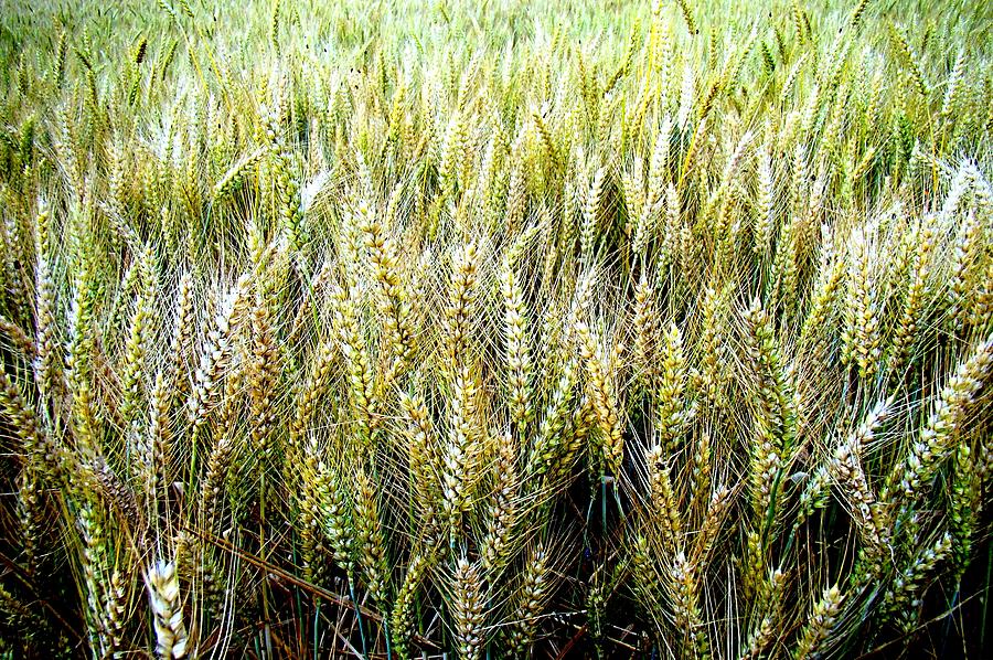 Midsummer Barley Photograph by Nick Kloepping