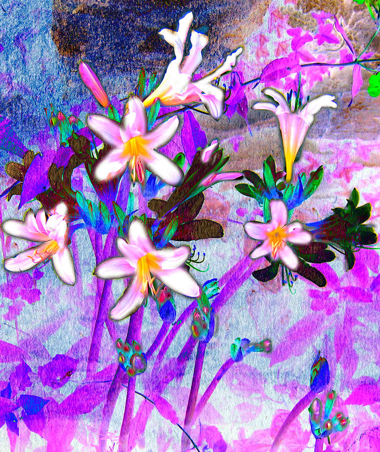 Midsummer Nights Dream Photograph by EM Michael Fine Art America