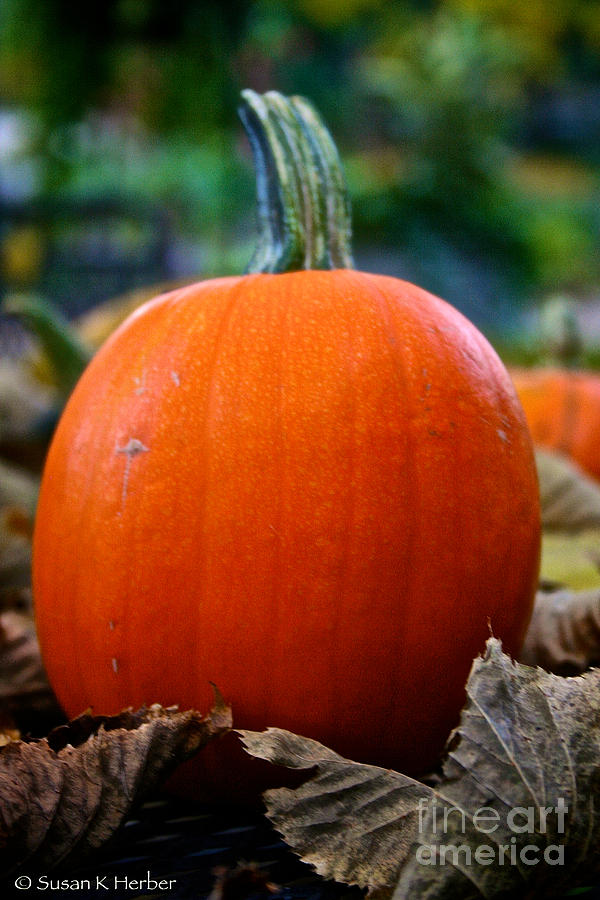 Midwest Pumpkin Photograph by Susan Herber