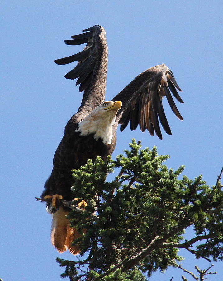 Mighty Bald Eagle Photograph by John G Schickler