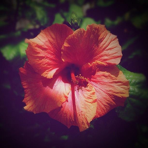 Summer Photograph - Mighty Hibiscus II by S Michelle Reese