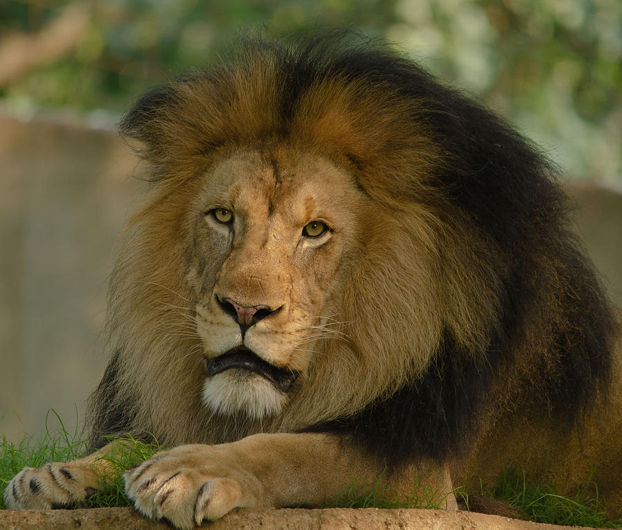 Mighty Lion Photograph by Kathi Isserman