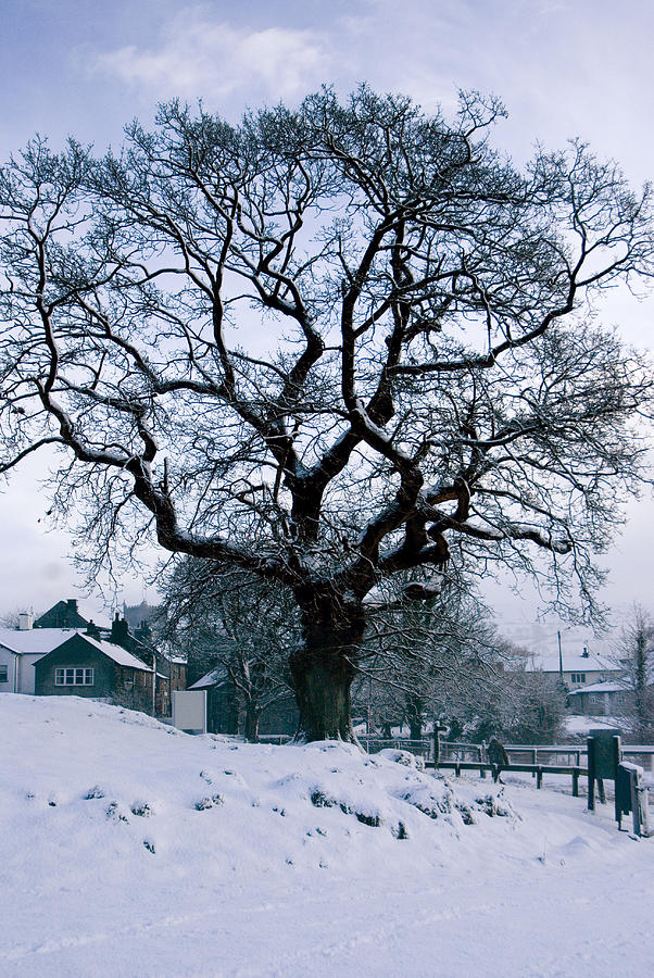 Mighty oak in winter Photograph by Peter Jenkins - Fine Art America