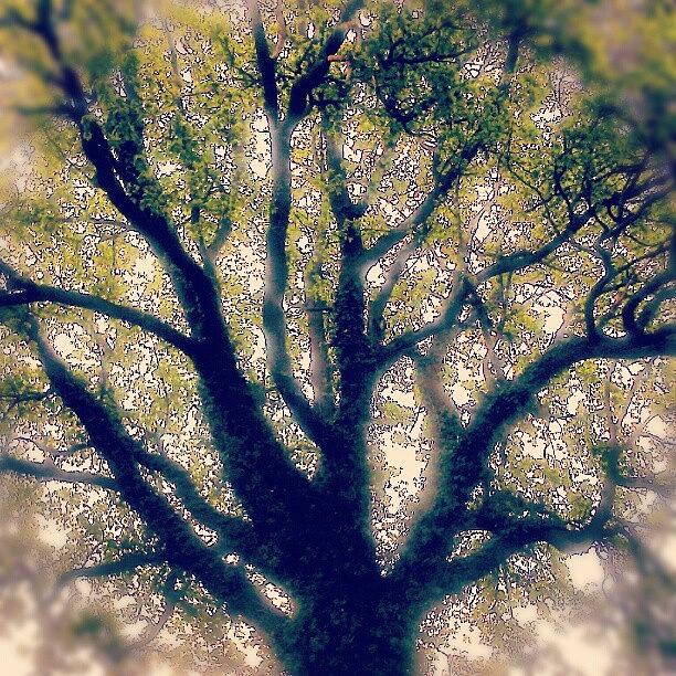 Nature Photograph - #mighty #old #oak #tree In #newtown by Linandara Linandara