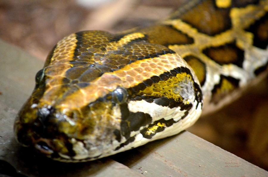 Mighty Python Photograph by Maria Urso | Fine Art America