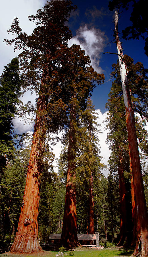 Mighty Redwoods Photograph by Ellen Heaverlo