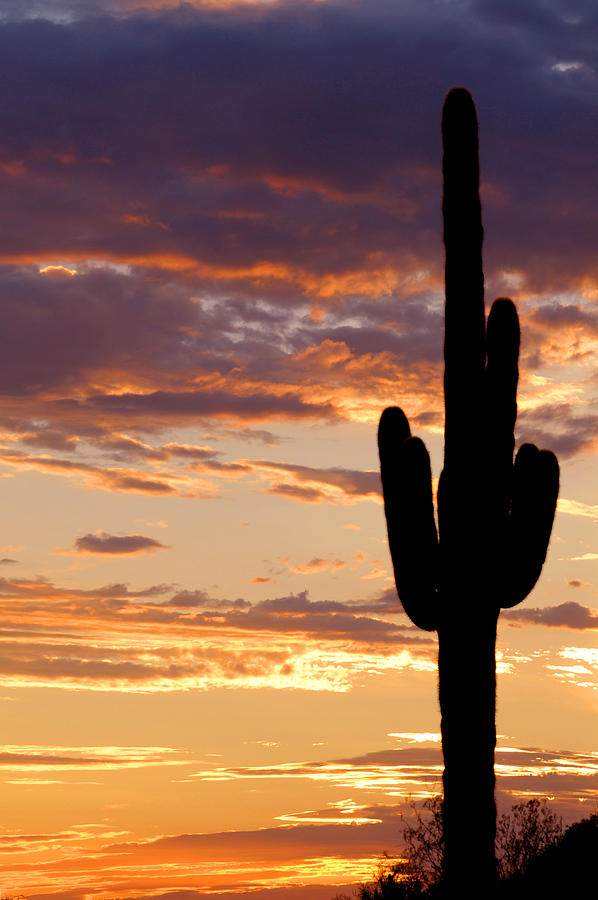 Mighty Saguaro Photograph by Anthony Citro